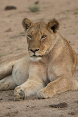 Fototapeta na wymiar Closeup portrait of a lioness laying in the sand, Greater Kruger. 