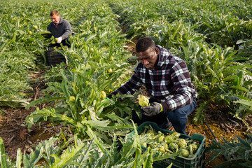 Naklejka na ściany i meble Focused African American man engaged in artichokes growing, harvesting ripe vegetables on farm plantation