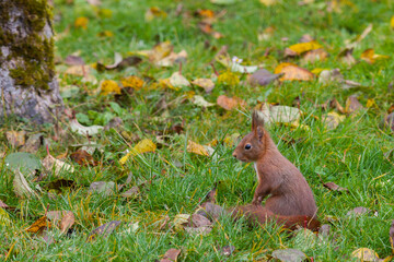 Ecureuil en automne