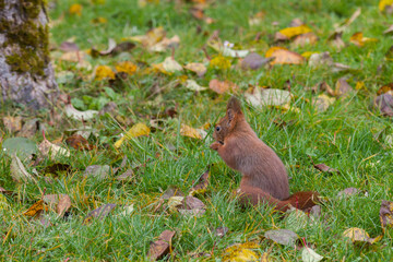 Ecureuil 