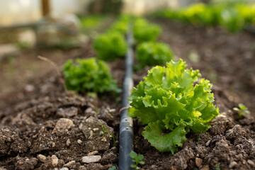 green lettuce field. organic farming. growing green vegetables.