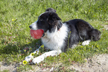 dog with ball on the grass or field