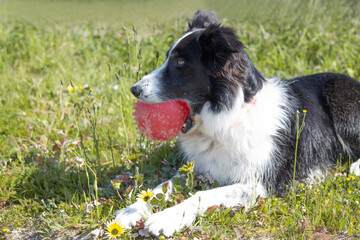 dog with ball on the grass or field