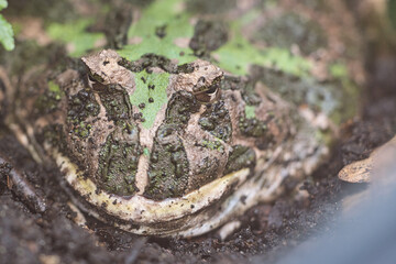 giant frog sitting in his hole in the ground