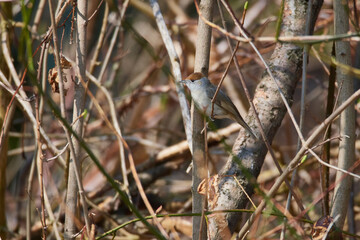 Weibchen der Mönchsgrasmücke (Sylvia atricapilla)