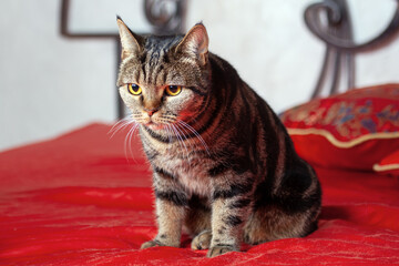 Cute British or American Short Hair breed cat, yellow eyes, looking with attention, sitting on the bed with vibrant red cover. Serious face, tabby color kitten at home. Soft focus.