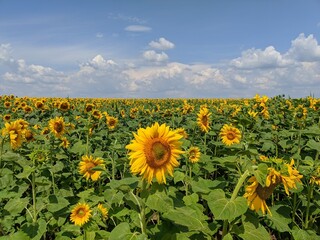 Obraz premium Feld of Sunflowers in the Summer
