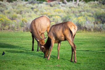 Naklejka na ściany i meble hurd of wild elk in Mammoth, Wyoming