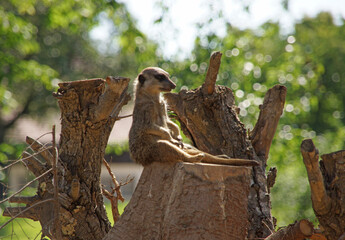 Schläfriges Erdmännchen sitzt auf Wache auf einem Baumstumpf. Es ist vom Holz kaum zu...