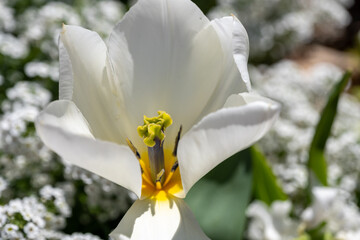 white crocus flower