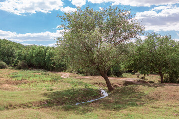 Spring nature with brook . Springtime green scenery 