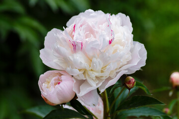A beautiful white peony with a purple center close-up. Peonies in the garden.