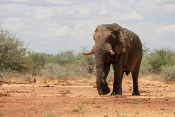 Fototapeta premium Front view of african elephant in the grasslands of Etosha National Park, Namibia.