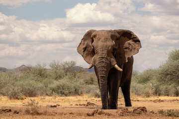 Front view of african elephant  in the grasslands of Etosha National Park, Namibia.