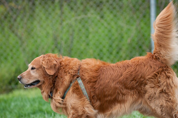 golden retriever playing at a dog park