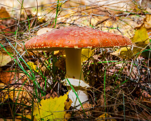 Beautiful and poisonous forest mushroom
