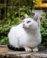 White stray cat posing for a picture