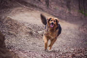 Crossbred dog running in the woods. Happy mongrel doggy in motion. Early spring in Polish woodlands. Selective focus on the animal, blurred background.