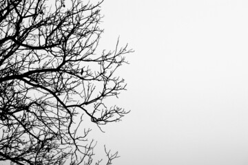 Fototapeta premium tree branches silhouette