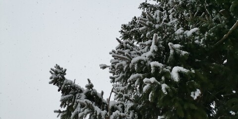 tree in winter