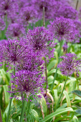 Allium Purple Rain (Ornamental onion) ball shaped purple flowers