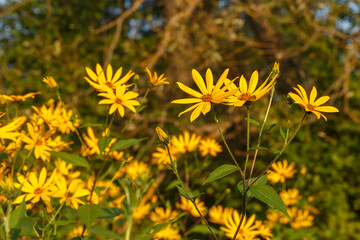 Jerusalem artichoke. Blooming yellow flowers in the meadow.