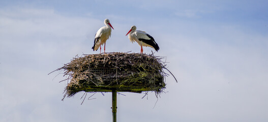 white stork in the nest