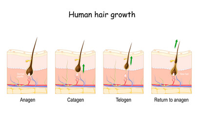 Hair growth cycle. Human skin. Follicle anatomy.