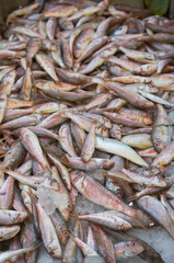 fresh fish on the market