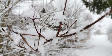 snow covered branches
