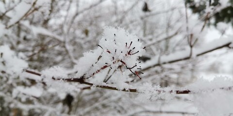 tree in snow