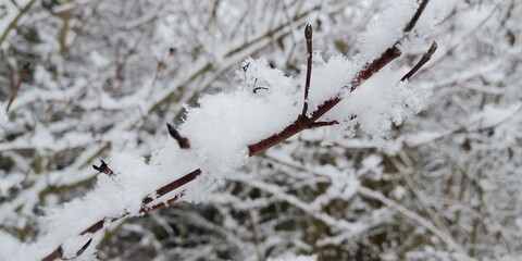 tree in snow