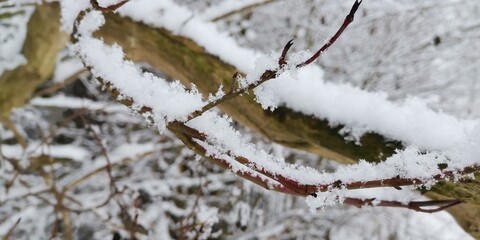 snow covered branches