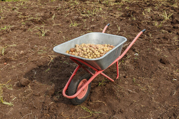 Fresh potatoes in a Garden wheelbarrow. Harvesting potatoes in autumn.