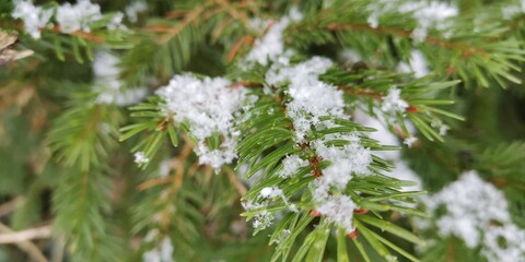 snow covered pine needles