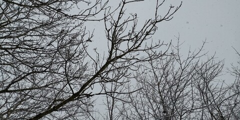 branches against blue sky