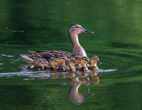 Duck mom with ducklings swims on the lake