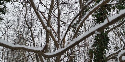 trees in winter