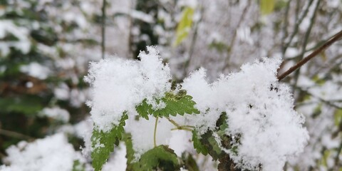 snow covered branches