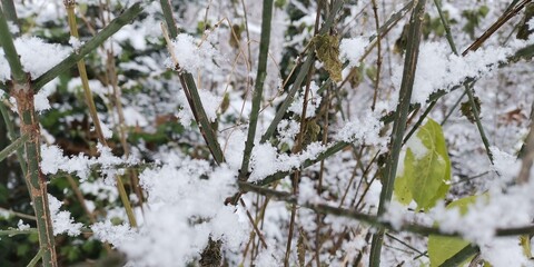 grass and snow