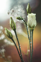 Bukiet kwiatów - Eustoma
