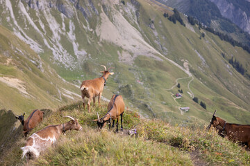 Amazing hiking day in the alps of Switzerland. Wonderful view over a beautiful lake called Brienzersee. What an amazing view. Wonderful capricorn in the front.