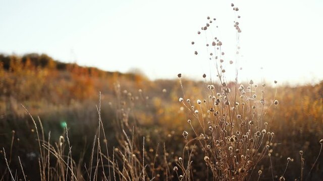 Abstract warm landscape of fall field with dry autumn yellow grass in sunset light on warm golden hour sunset. Details of autumn nature.