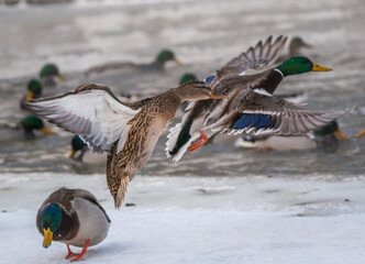 The duck flaps its wings and flies