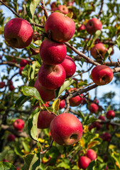 Apples weigh on a branch in the garden 