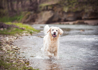 Happy Retriever playing in a river. Fast mountain stream water splashing, dog jumping in the waves. Selective focus on the animal, blurred background.