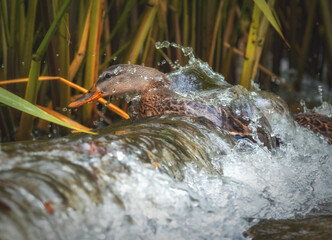 The duck swims and dives in big waves
