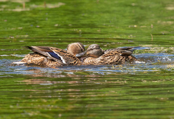 Two ducks play and kiss in the water