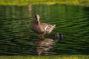 Lonely beautiful duck on the background of water