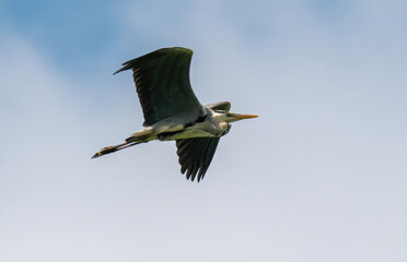 Gray heron flying across the sky